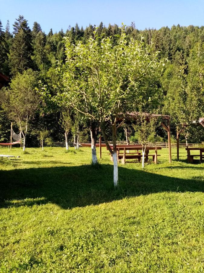 Casa Ursului Villa Vadu Motilor Eksteriør billede